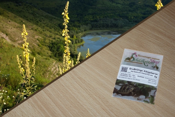 Großblütige Königskerze 2g  (Verbascum densiflorum)