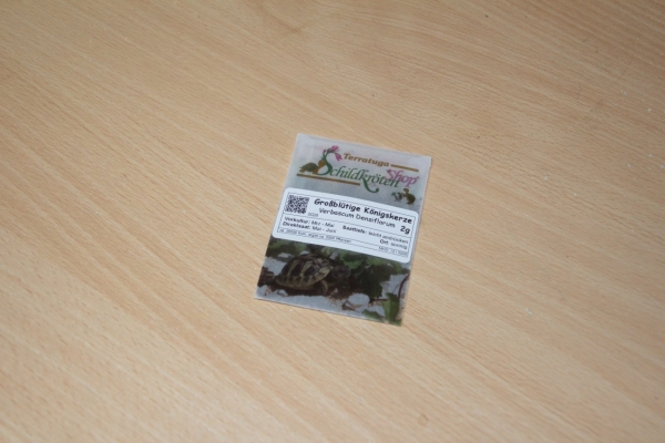 Großblütige Königskerze 2g  (Verbascum densiflorum)