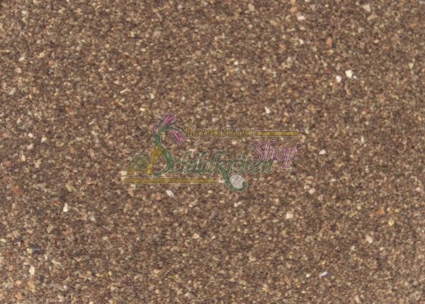 Großblütige Königskerze 2g  (Verbascum densiflorum)