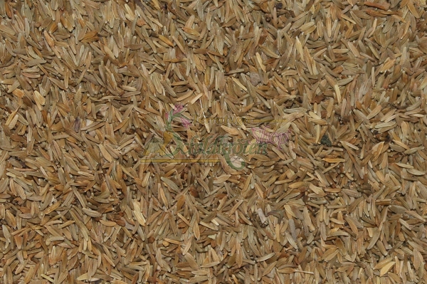 Löwenzahn 2g  (Taraxacum officinale)