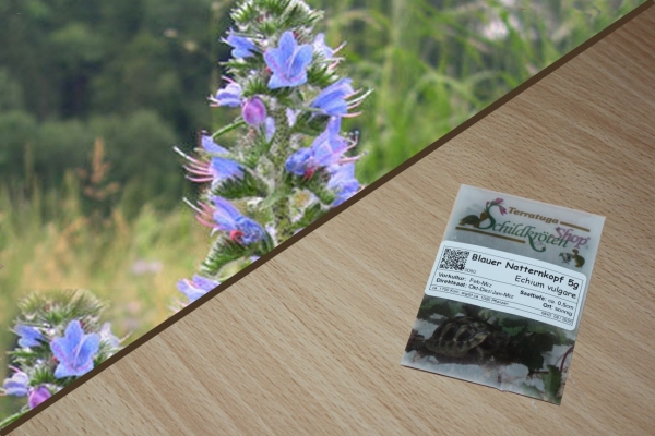 Blauer Natternkopf 5g  (Echium vulgare)