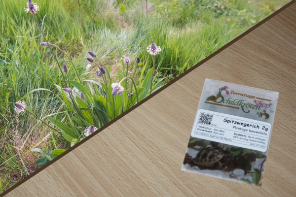 Spitzwegerich 2g  (Plantago lanceolata)