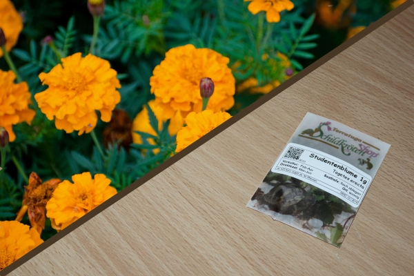 Studentenblume 1g  (Tagetes erecta)