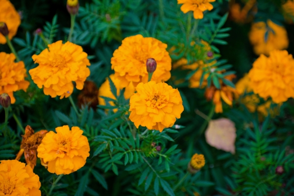 Studentenblume 1g  (Tagetes erecta)