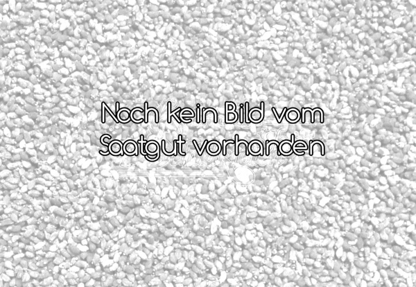 Timothy Futtergras für Landschildkröten 10g