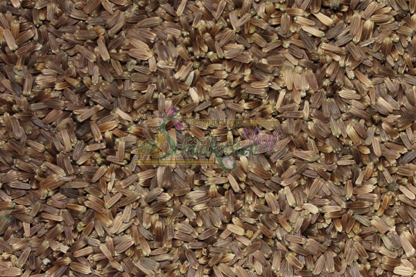 Wilde Karde 2g  (Dipsacus fullonum)