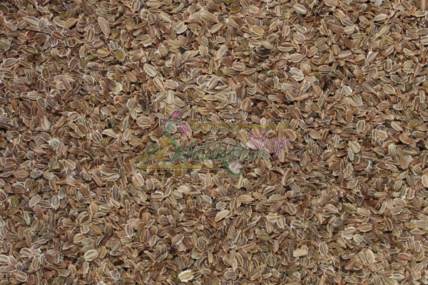 Wilde Möhre 2g  (Daucus carota ssp. carota)