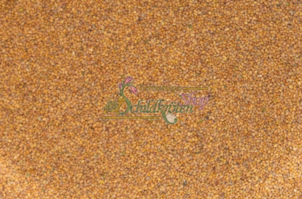 Wilde Rauke 2g (Rucola selcatica)