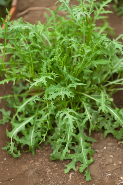 Wilde Rauke 2g (Rucola selcatica)