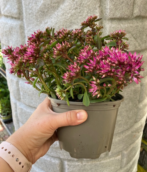 Fetthenne pink oder ähnliche im Topf (Sedum)