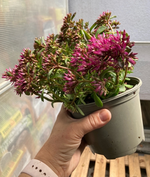 Fetthenne pink oder ähnliche im Topf (Sedum)