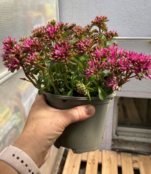 Fetthenne pink oder ähnliche im Topf (Sedum)