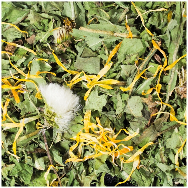 Löwenzahn mit Blüten 5kg Großpackung (JR FARM)