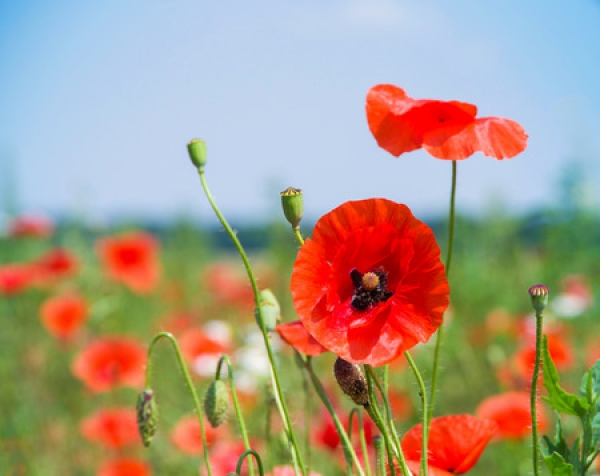 Klatschmohn 2g  (Papaver rhoeas)