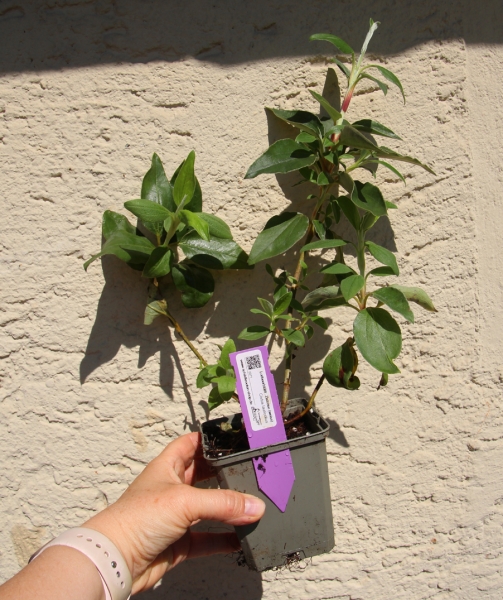 Zistrose fürs Griechische Landschildkröten Freilandgehege 9x9cm Topf