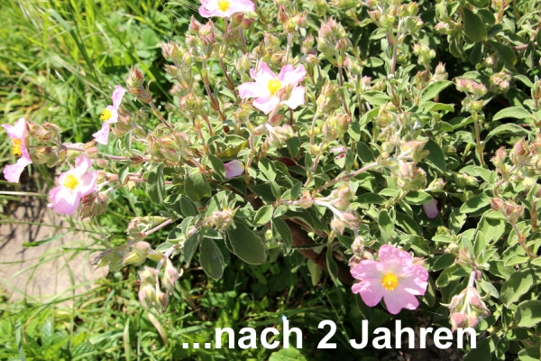 Zistrose fürs Griechische Landschildkröten Freilandgehege 9x9cm Topf