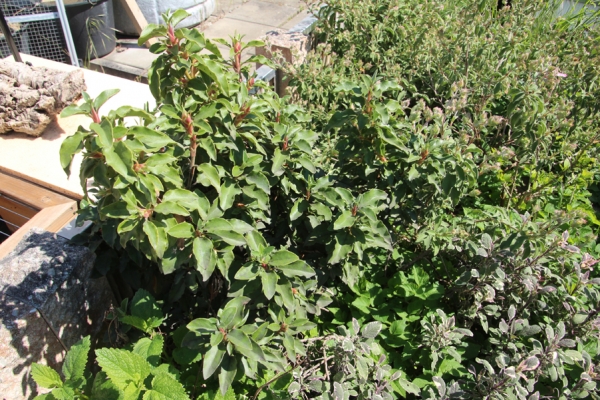 Zistrose fürs Griechische Landschildkröten Freilandgehege 9x9cm Topf