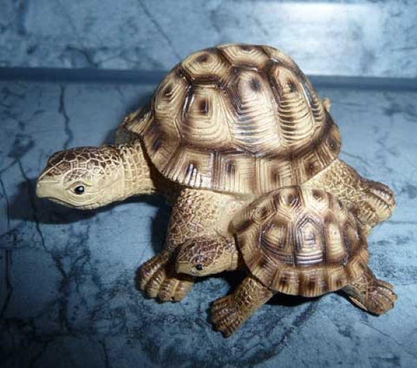Mona und Tina die beiden Schildkröten nebeneinander