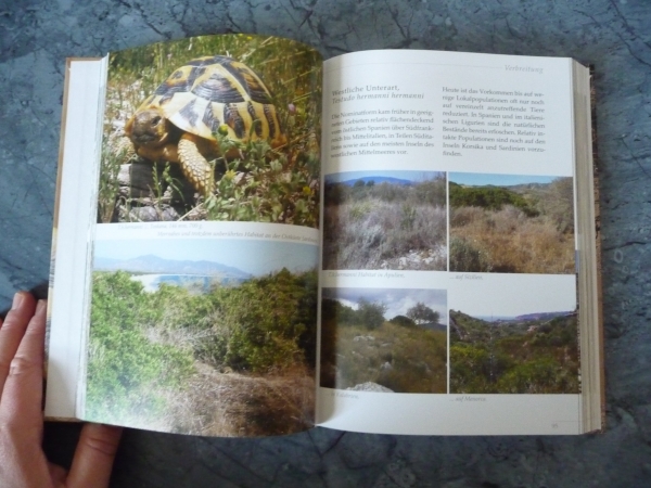 Vorbild Natur, Natürliche Haltung und Zucht der Griechischen Landschildkröte, Wolfgang Wegehaupt