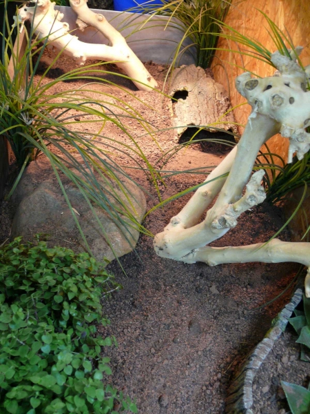 Golliwoog® - Callisia repens - Futterpflanze