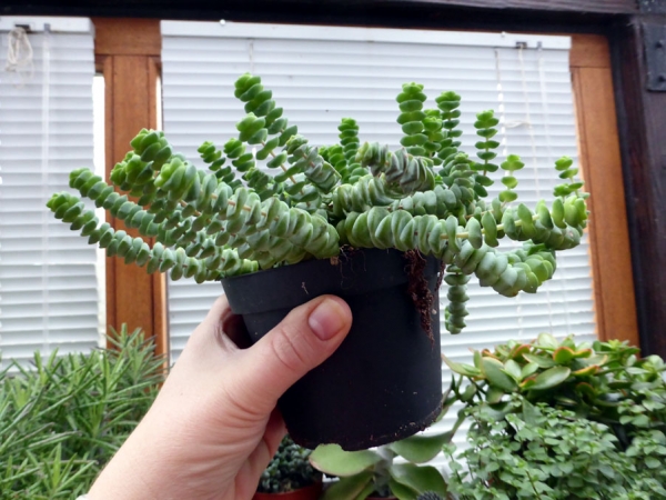 Grosse Sukkulente - Brutblatt, Aloe Pflanze