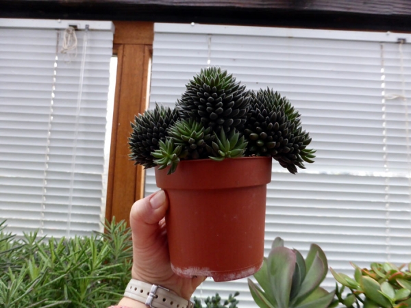 Grosse Sukkulente - Brutblatt, Aloe Pflanze
