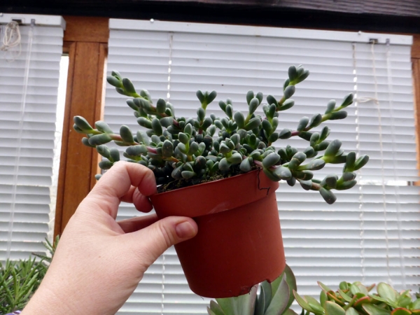 Grosse Sukkulente - Brutblatt, Aloe Pflanze