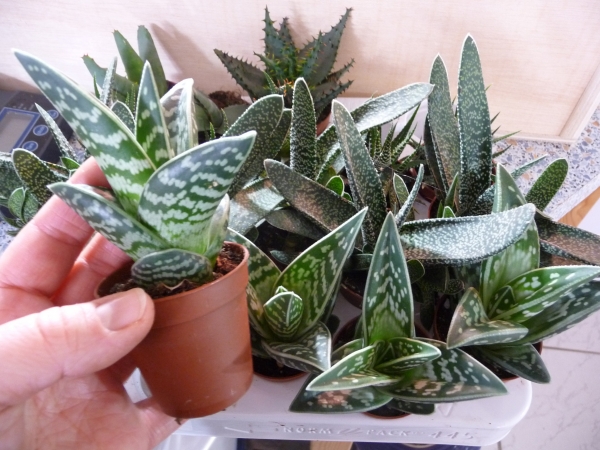 Terratuga Schildkrötenshop - Aloe & Sukkulenten Jungpflanzen 1 Stück im 5cm  Topf