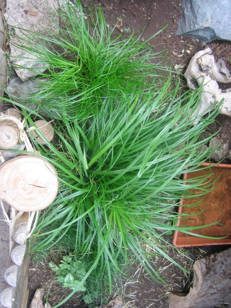Zyperngras - Katzengras - Cyperus zumulla