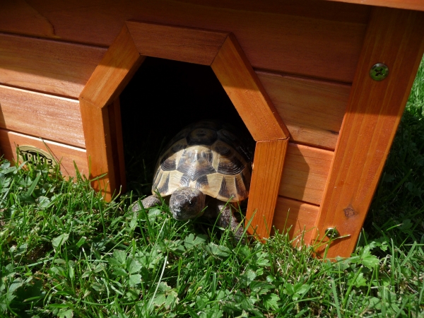 Trixie "Kleine Gartenvilla" für das Freilandgehege