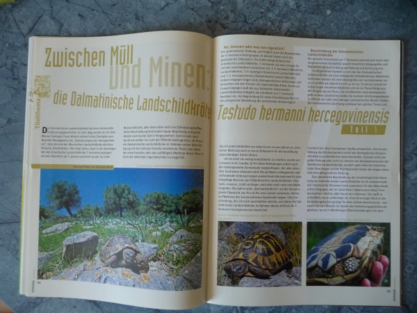 Terraria 22 - Europ. Landschildkröten in der Natur beobachten