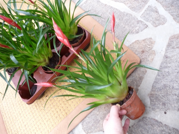 Grosse Bromelie "Vriesea astrid" und ähnliche 12cm Topf große Pflanzen