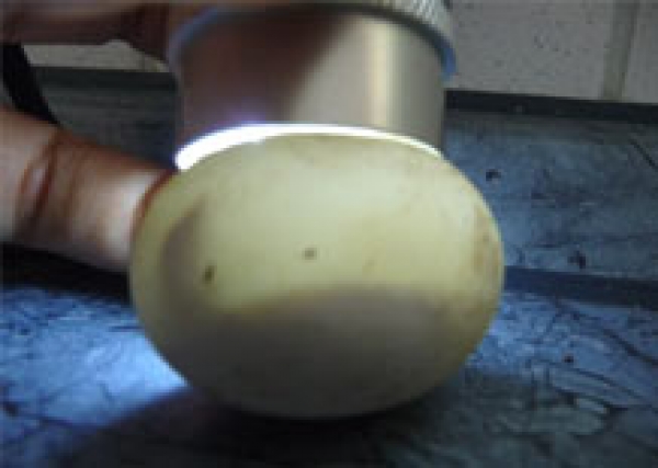 Schierlampe LED zum Eier durchleuchten