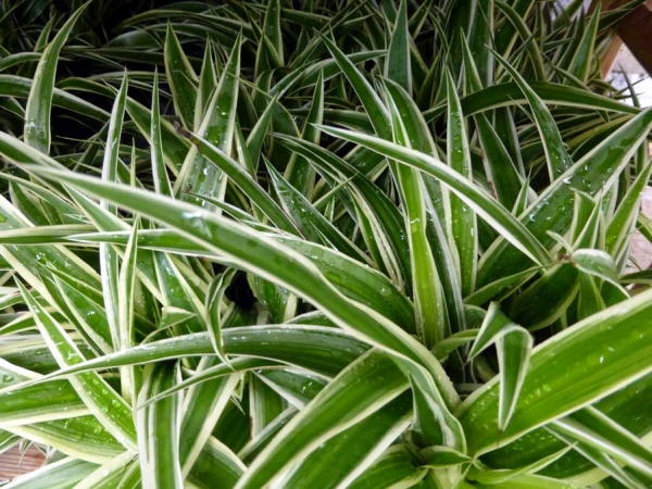 Zebragras (Chlorophytum Bonnie) 10/15cm Topf/Groesse