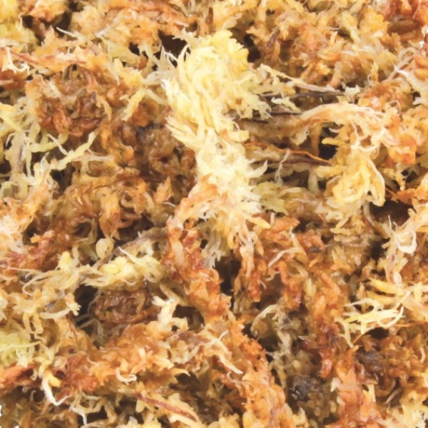 Trixie Sphagnum Moos - tropisches Terrariensubstrat 100g