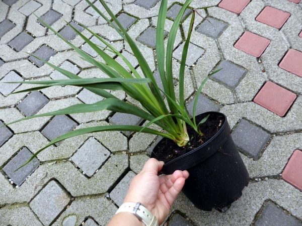 Staudenpflanze Fädrige Palmlilie Yucca