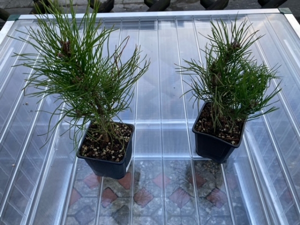 Kiefer kleiner Baum für Freilandgehege