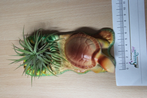Keramik 15x7cm Schildkröte mit Pflanze Landschaft mit Tillansie