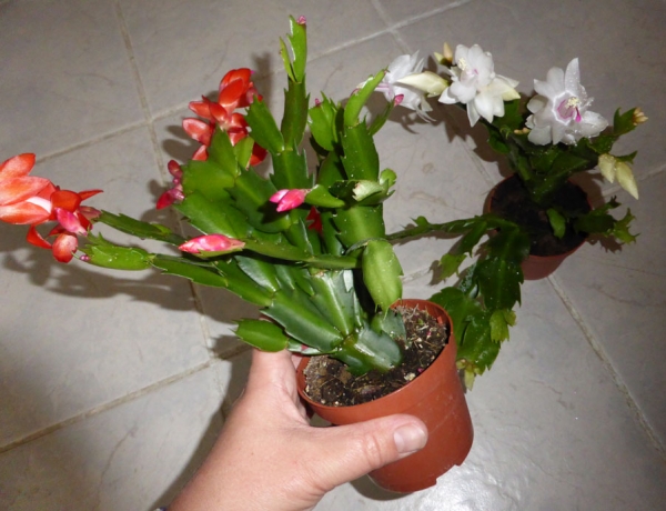 Weihnachts & Osterkaktus verschiedene Farben Futterpflanze 9cm Topf