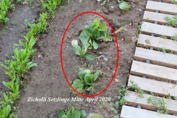 Golli-Thek® - Zicholli - Futterpflanze für Schildkröten, Reptilien und Kleintiere