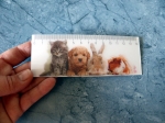 Lineal 3D mit Tiergruppe - Gruppe B - Katze, Hund, Hase, Meerschweinchen