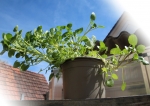 BioTopf Kräuter: Brunnenkresse im 12er Topf