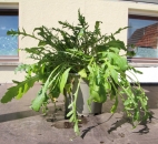 BioTopf Rucola im 12er Topf