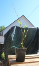 Maulbeerbaum Winterfest Morus alba  - Jungpflanze