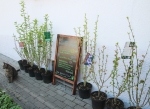 Gartenhibiskus Baum für Abholer
