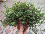 Callesia repens - XL Futterpflanze für Terrarium 11cm Topf