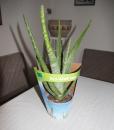 PetSnack Aloe vera BIO - Aloe vera im 12 cm Topf