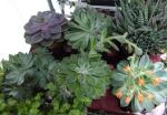 Grosse Sukkulente - Brutblatt, Aloe Pflanze
