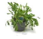 BioTopf Kräuter: Rucola im 12er Topf