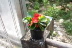 Sommerblumen Eisbegonien - Futterblumen für Reptilien